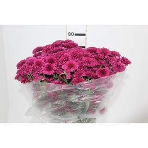CRISANTEMO SANTINI QUINTY 080 CM