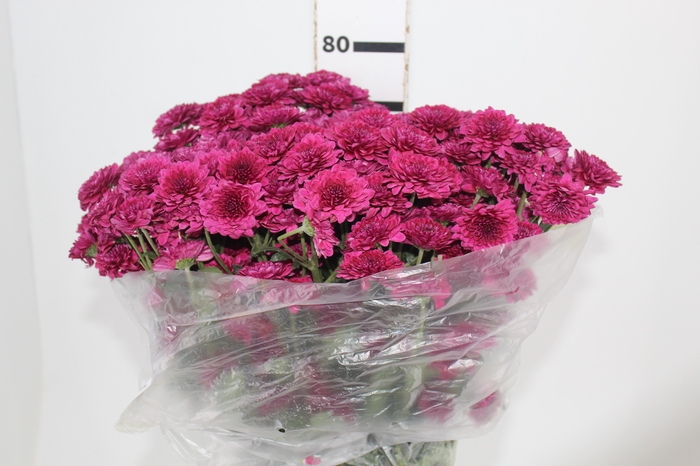 <h4>CRISANTEMO SANTINI QUINTY 080 CM</h4>