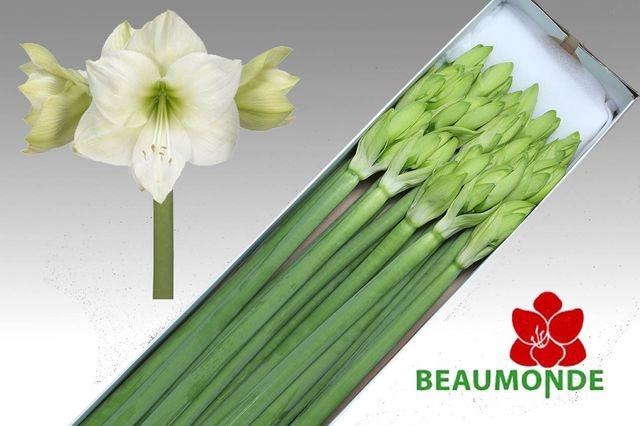 <h4>Hipp Ga Casablanca</h4>