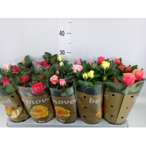 Rosa  'Beau Monde'   ...mix