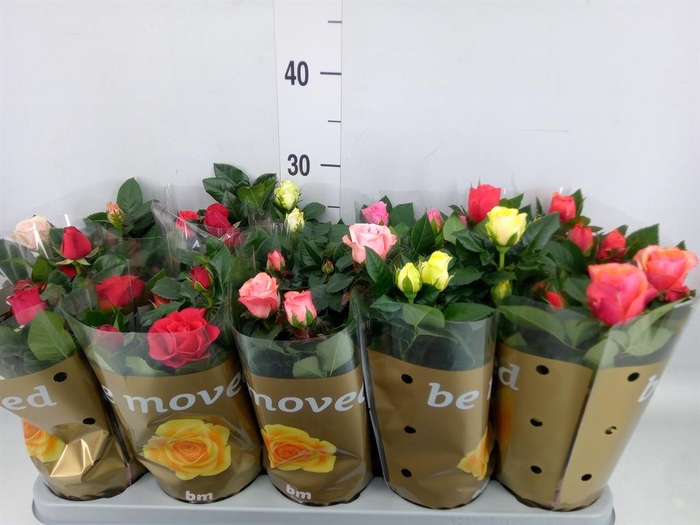 <h4>Rosa  'Beau Monde'   ...mix</h4>