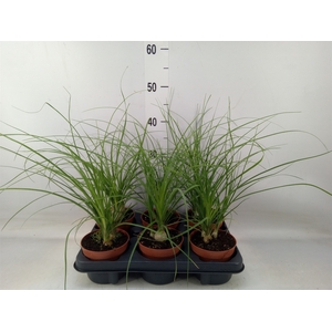 Beaucarnea recurvata