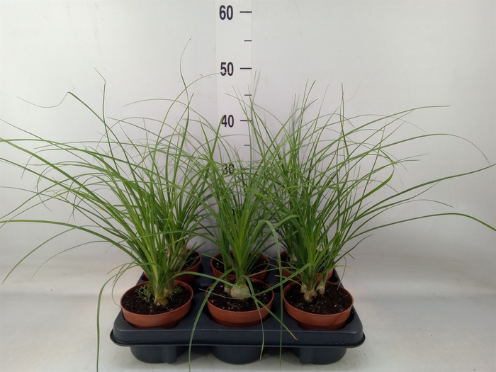 <h4>Beaucarnea recurvata</h4>