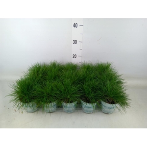 Festuca glauca 'Compacta Blue'
