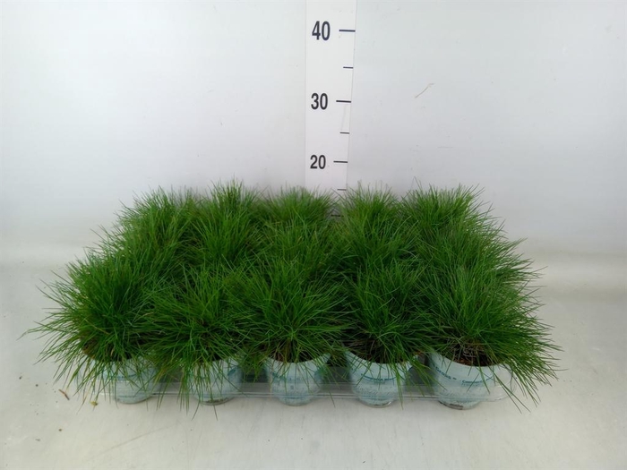 <h4>Festuca glauca 'Compacta Blue'</h4>