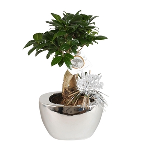 Ficus m. Ginseng pot ø12cm in ø19cm Folded pot Silver