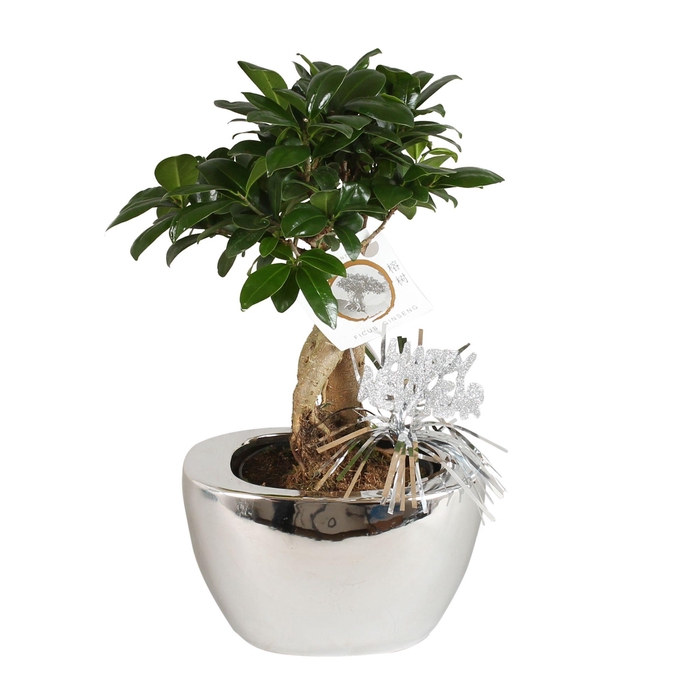 <h4>Ficus m. Ginseng pot ø12cm in ø19cm Folded pot Silver</h4>