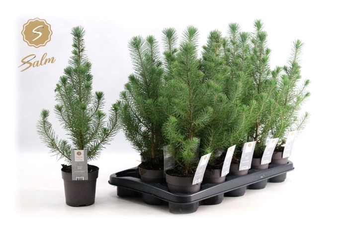 <h4>PINUS SILVER CREST</h4>