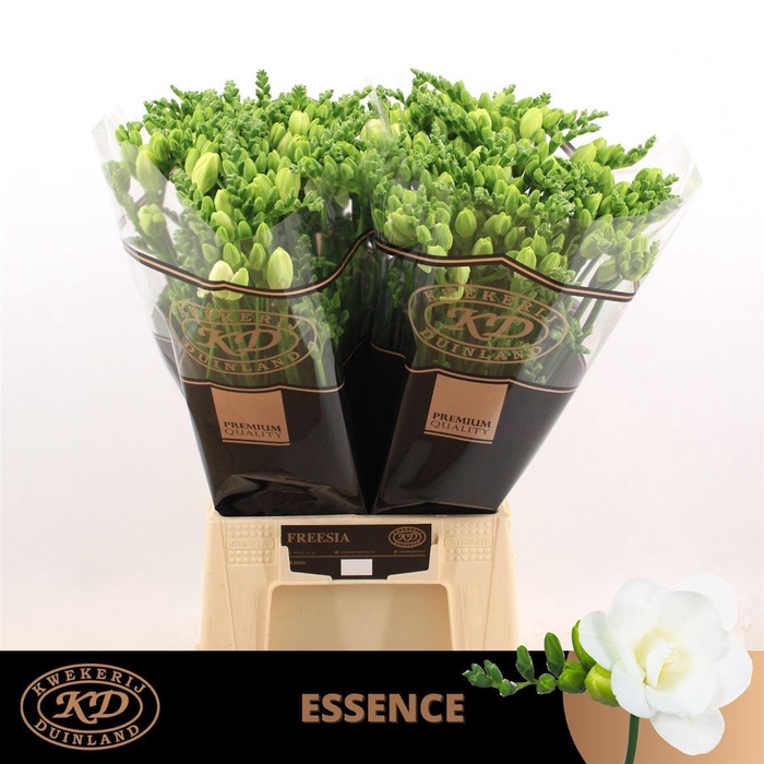 <h4>Fr Du Essence</h4>