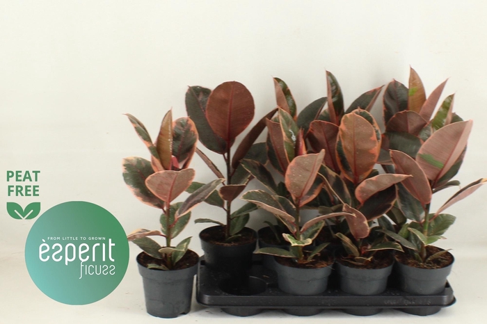 <h4>FIC EL BELIZE</h4>