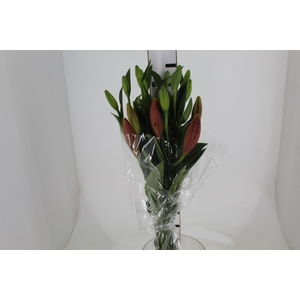 LIRIO LA POKERFACE 090 CM HT 2/3 FLS VERMELHO
