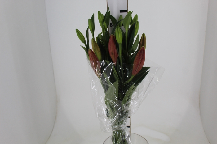 <h4>LIRIO LA POKERFACE 090 CM HT 2/3 FLS VERMELHO</h4>