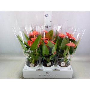 Anthurium andr. 'Livium Orange'