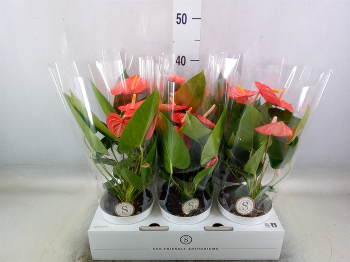 <h4>Anthurium andr. 'Livium Orange'</h4>