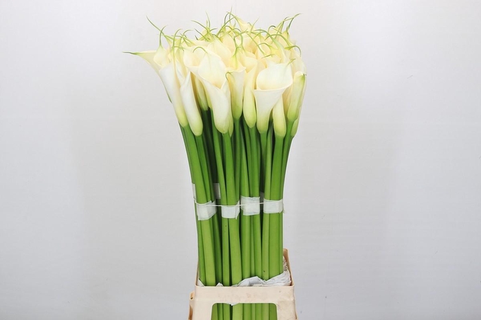 Zantedeschia Eydolls White