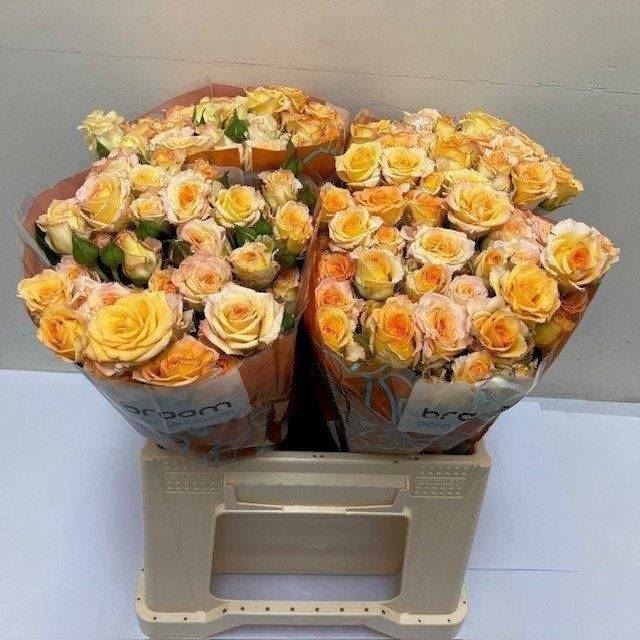 <h4>ROSA TR 'SWEET CHABLIS'</h4>