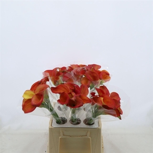 Calla Orange Pride