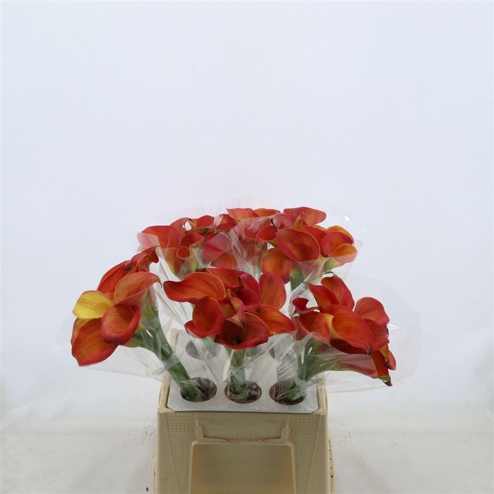 <h4>Calla Orange Pride</h4>