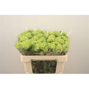 Viburnum Roseum St X40
