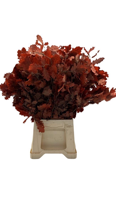 <h4>Eikenblad Gestab. Rood</h4>