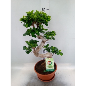Ficus microcarpa 'Ginseng'