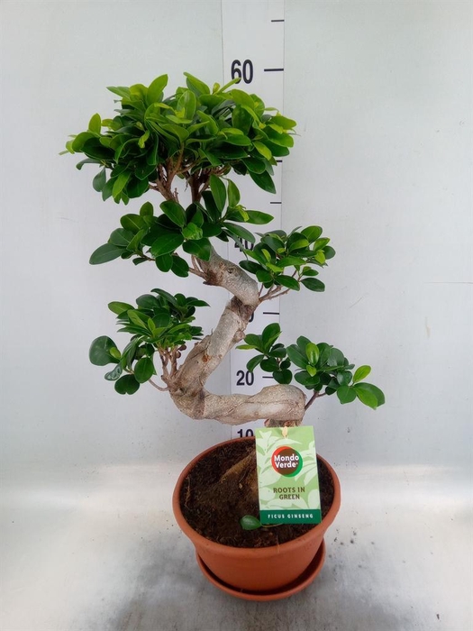 <h4>Ficus microcarpa 'Ginseng'</h4>