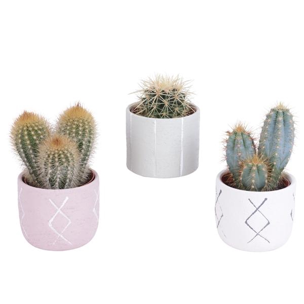 <h4>Cactus mix 8,5 cm in tuvalu pot</h4>