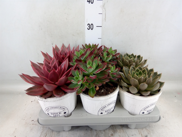 <h4>Echeveria   ...mix</h4>