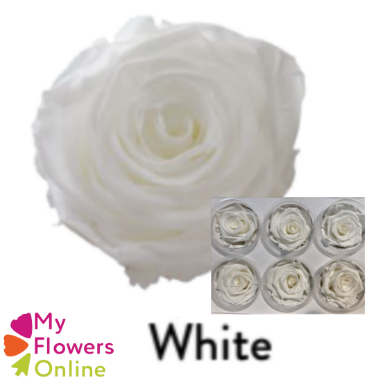 <h4>Roses Éternelles Blanc x6</h4>