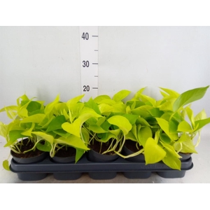 Epipremnum pinn. 'Golden Pothos'
