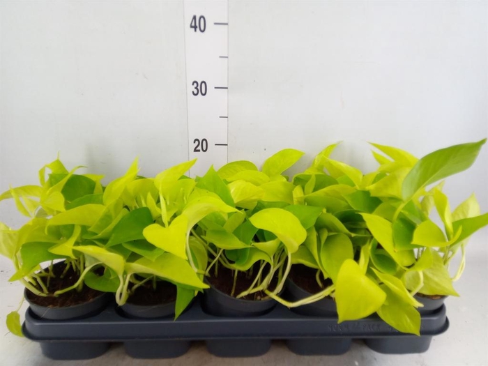 Epipremnum pinn. 'Golden Pothos'