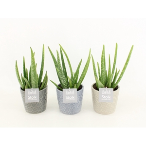 Aloe Vera in Gaia keramiek