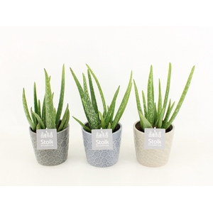 Aloe Vera in Gaia keramiek