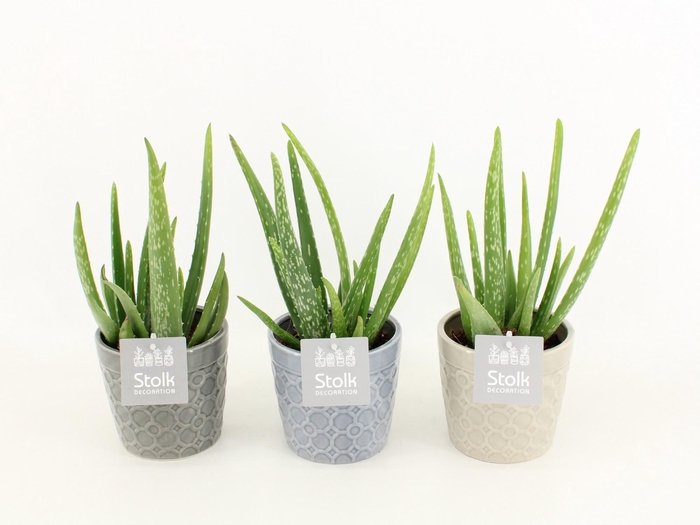 <h4>Aloe Vera in Gaia keramiek</h4>