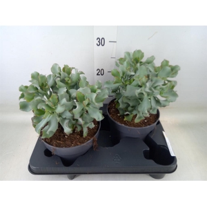 Crassula arborescens 'Curly'