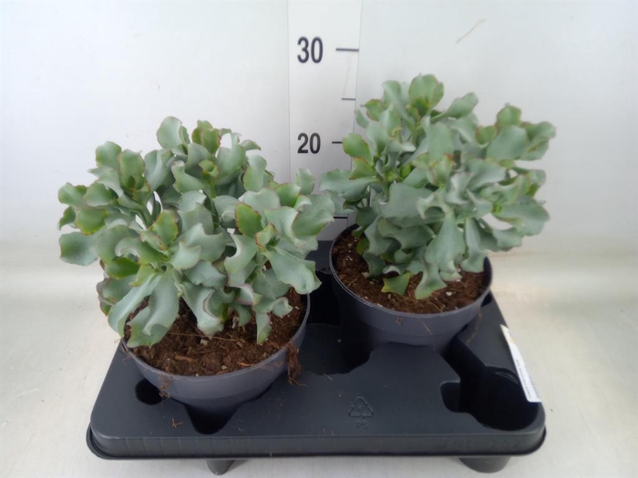 <h4>Crassula arborescens 'Curly'</h4>