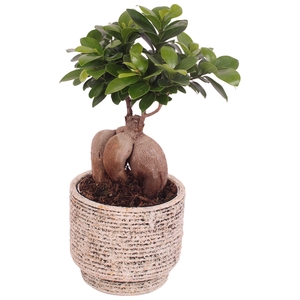 Ficus m. Ginseng Ball Shape Ø12cm in Ø14cm Ceramic NT567