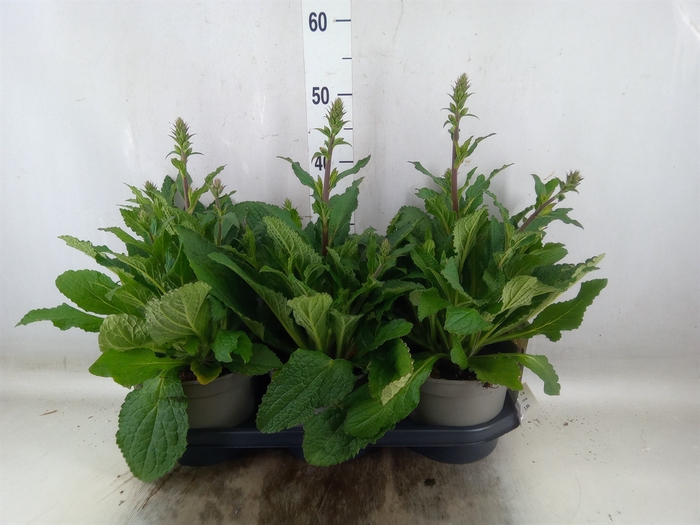 <h4>Digitalis  'Pink Panther'</h4>