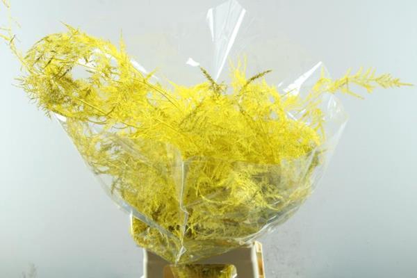 <h4>Asp Extra Veer Oker Geel</h4>