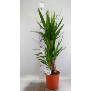 Yucca   ...