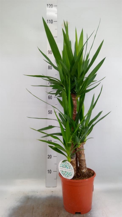 <h4>Yucca   ...</h4>