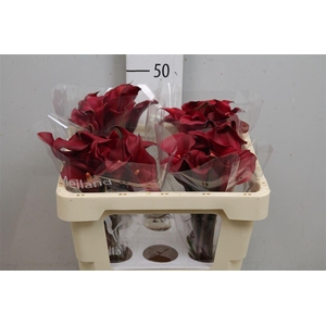 Zant Red Charm