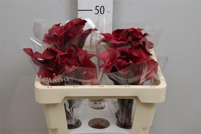 <h4>Zant Red Charm</h4>