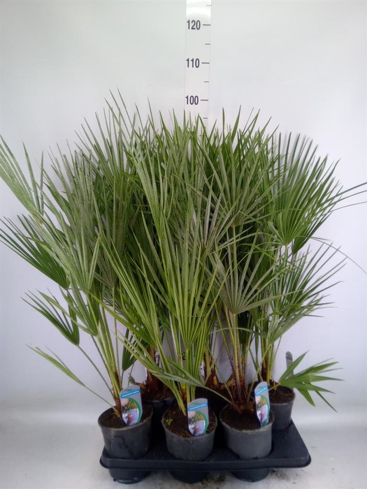 <h4>Chamaerops humilis</h4>
