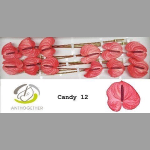 ANTH A CANDY