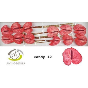 Anth A Candy 13 cm X12 Oosterzon