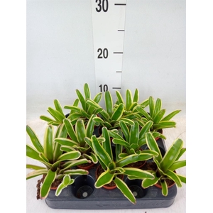 Nidularium  'Fire Ball Striped'