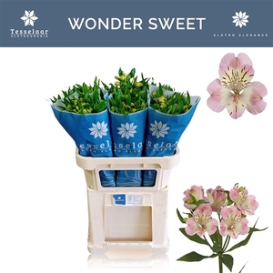 Alstroemeria Wonder Sweet 50gr