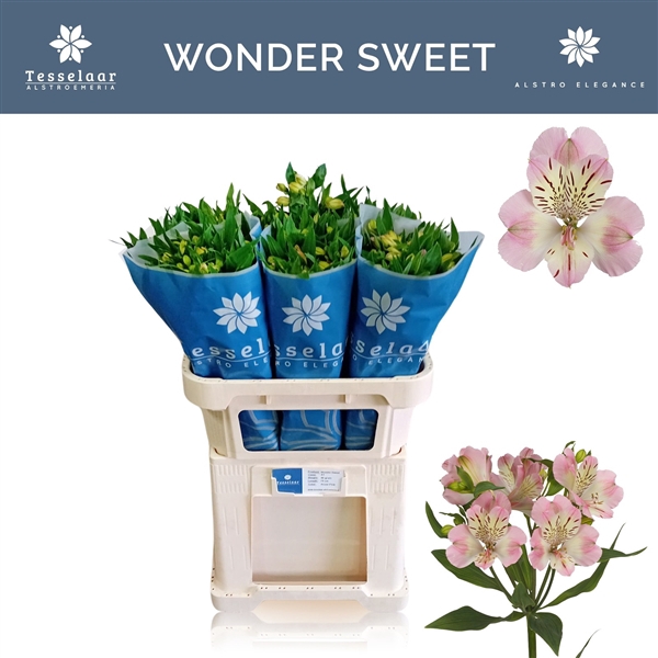 <h4>Alstroemeria Wonder Sweet 50gr</h4>