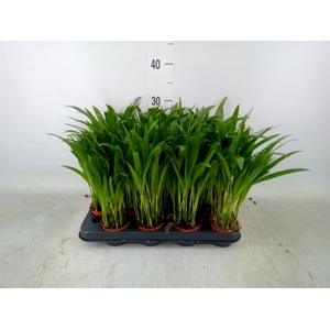 Dypsis lutescens   ...Chrysalidoca